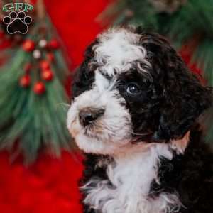 Winston, Mini Bernedoodle Puppy